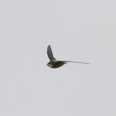 Hirundapus caudacutus (White-throated Needletail) at Illilanga & Baroona - 19 Jan 2013 by Illilanga