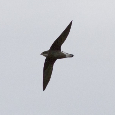 Hirundapus caudacutus (White-throated Needletail) at Michelago, NSW - 10 Jan 2015 by Illilanga