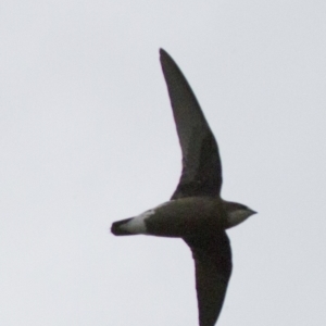 Hirundapus caudacutus at Michelago, NSW - 10 Jan 2015 04:44 PM