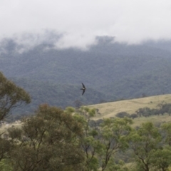 Hirundapus caudacutus at Michelago, NSW - 10 Jan 2015
