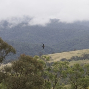 Hirundapus caudacutus at Michelago, NSW - 10 Jan 2015