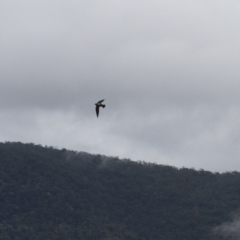 Hirundapus caudacutus at Michelago, NSW - 10 Jan 2015 04:44 PM