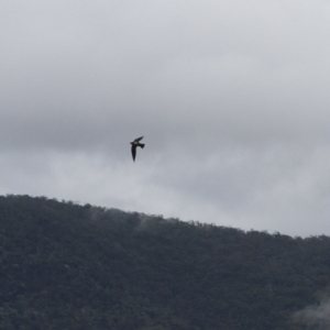 Hirundapus caudacutus at Michelago, NSW - 10 Jan 2015