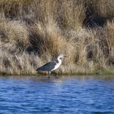 Ardea pacifica (White-necked Heron) at Illilanga & Baroona - 20 Sep 2014 by Illilanga