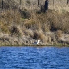 Ardea pacifica at Michelago, NSW - 20 Sep 2014