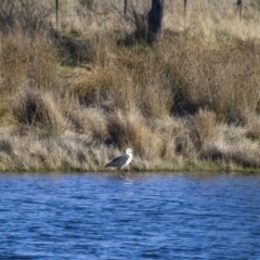 Ardea pacifica at Michelago, NSW - 20 Sep 2014