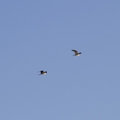 Ardea pacifica at Michelago, NSW - 20 Sep 2014