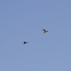 Ardea pacifica at Michelago, NSW - 20 Sep 2014 05:06 PM