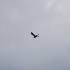 Ardea pacifica (White-necked Heron) at Illilanga & Baroona - 25 Jan 2015 by Illilanga