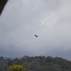 Ardea pacifica at Michelago, NSW - 26 Jan 2015 09:44 AM