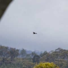 Ardea pacifica at Michelago, NSW - 26 Jan 2015