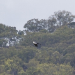 Ardea pacifica at Michelago, NSW - 26 Jan 2015 09:44 AM