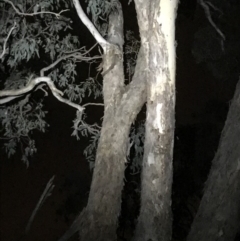 Petaurus notatus (Krefft’s Glider, formerly Sugar Glider) at Yarralumla, ACT - 21 Dec 2017 by Simmo