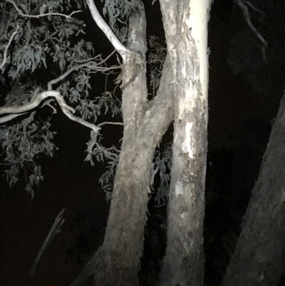 Petaurus notatus (Krefft’s Glider, Sugar Glider) at Yarralumla, ACT - 21 Dec 2017 by Simmo