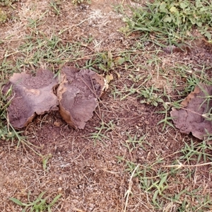 Calvatia sp. at Acton, ACT - 22 Dec 2017