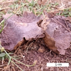 Calvatia sp. at Acton, ACT - 22 Dec 2017