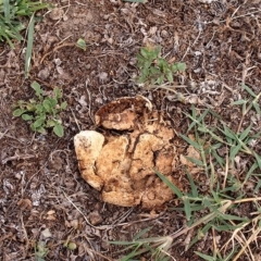 Calvatia sp. at Acton, ACT - 22 Dec 2017 12:00 AM