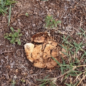 Calvatia sp. at Acton, ACT - 22 Dec 2017