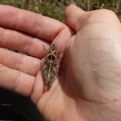 Perunga ochracea (Perunga grasshopper, Cross-dressing Grasshopper) at Wallaroo, NSW - 20 Dec 2017 by samreid007