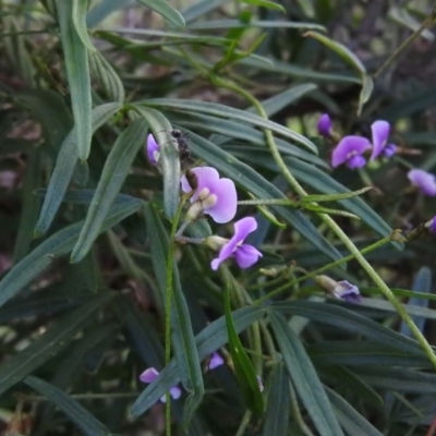 Glycine clandestina (Twining Glycine) at Fadden, ACT - 16 Nov 2016 by RyuCallaway