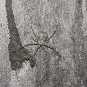 Tamopsis eucalypti at Fadden, ACT - 16 Nov 2016 06:52 PM