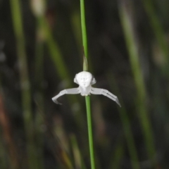 Zygometis xanthogaster (Crab spider or Flower spider) at Gowrie, ACT - 16 Nov 2016 by ArcherCallaway