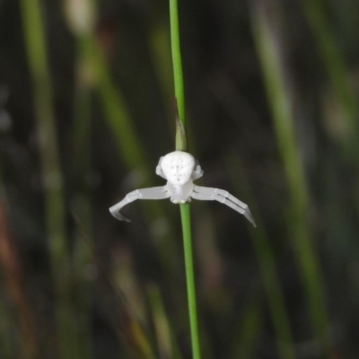 Zygometis xanthogaster (Crab spider or Flower spider) at Gowrie, ACT - 16 Nov 2016 by ArcherCallaway