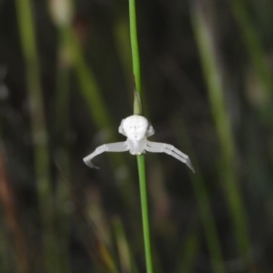 Zygometis xanthogaster at Gowrie, ACT - 16 Nov 2016