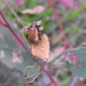 Ecnolagria grandis at Gowrie, ACT - 16 Nov 2016 07:33 PM