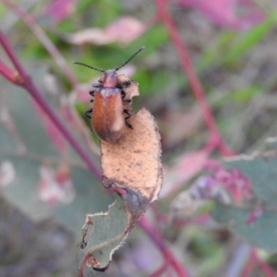 Ecnolagria grandis (Honeybrown beetle) at Gowrie, ACT - 16 Nov 2016 by RyuCallaway