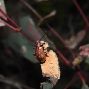 Ecnolagria grandis at Gowrie, ACT - 16 Nov 2016 07:33 PM