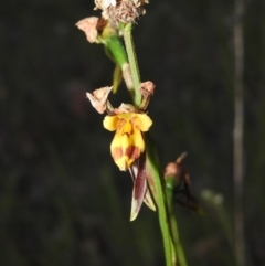 Diuris sulphurea (Tiger Orchid) at Gowrie, ACT - 16 Nov 2016 by RyuCallaway