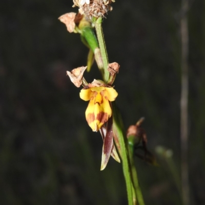 Diuris sulphurea (Tiger Orchid) at Gowrie, ACT - 16 Nov 2016 by ArcherCallaway