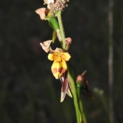 Diuris sulphurea (Tiger orchid) at Gowrie, ACT - 16 Nov 2016 by RyuCallaway