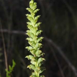 Microtis unifolia at Gowrie, ACT - suppressed