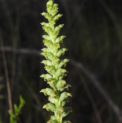 Microtis unifolia (Common Onion Orchid) at Gowrie, ACT - 16 Nov 2016 by ArcherCallaway