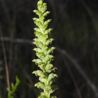 Microtis unifolia (Common Onion Orchid) at Gowrie, ACT - 16 Nov 2016 by RyuCallaway