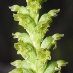 Microtis unifolia at Gowrie, ACT - suppressed