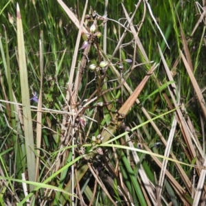 Dianella revoluta var. revoluta at Gowrie, ACT - 16 Nov 2016 07:44 PM