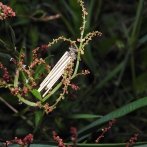 Clania lewinii & similar Casemoths at Gowrie, ACT - 16 Nov 2016