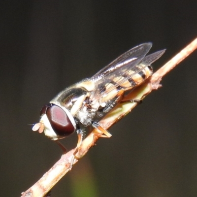Simosyrphus grandicornis (Common hover fly) at Gowrie, ACT - 16 Nov 2016 by ArcherCallaway