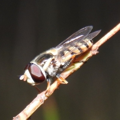 Simosyrphus grandicornis (Common hover fly) at Gowrie, ACT - 16 Nov 2016 by RyuCallaway