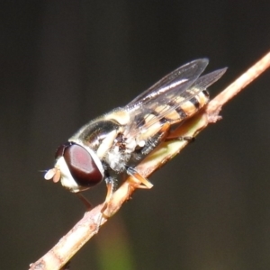 Simosyrphus grandicornis at Gowrie, ACT - 16 Nov 2016