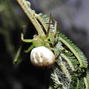 Lehtinelagia prasina at Gowrie, ACT - 16 Nov 2016