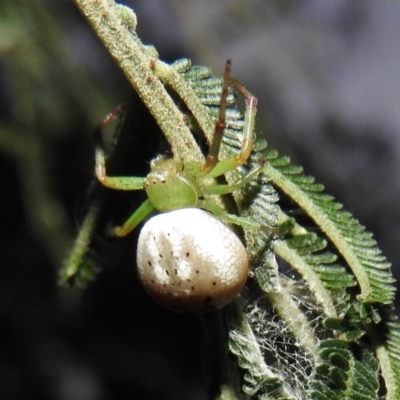 Lehtinelagia prasina (Leek-green flower spider) at Gowrie, ACT - 16 Nov 2016 by RyuCallaway