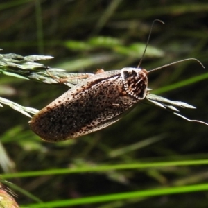 Calolampra sp. (genus) at Fadden, ACT - 16 Nov 2016 08:02 PM