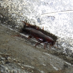 Paratemnopteryx couloniana at Fadden, ACT - 16 Nov 2016