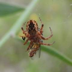 Araneinae (subfamily) (Orb weaver) at Fadden, ACT - 19 Nov 2016 by ArcherCallaway