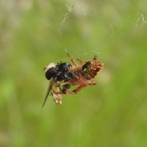 Araneinae (subfamily) at Fadden, ACT - 19 Nov 2016