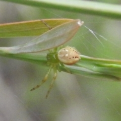 Lehtinelagia sp. (genus) (Flower Spider or Crab Spider) at Fadden, ACT - 18 Nov 2016 by RyuCallaway